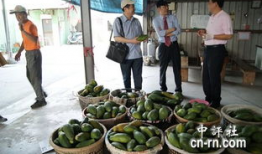 大荔吃瓜最新事件爆料新闻